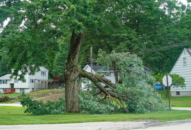 Professional Tree Care  in Duvall, WA